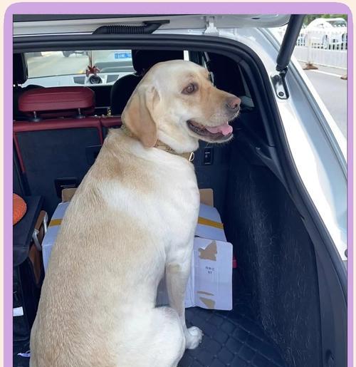 拉布拉多睡眠需求全指南：每日睡眠时间与护理要点