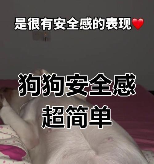 拉布拉多睡眠需求全指南：每日睡眠时间与护理要点
