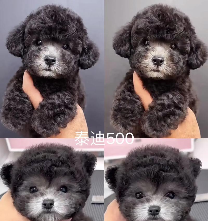 泰迪狗断奶时间指南：幼犬健康成长的关键时机