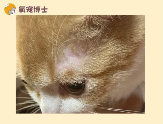猫咪眼睛上方秃了一块是生病了吗?生理性脱毛与疾病区分指南 猫咪眼睛上方秃了一块是生病了吗?生理性脱毛与疾病区分指南