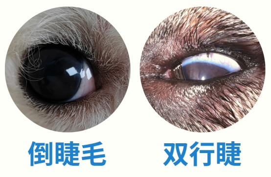 狗狗倒睫毛危害大需及时治疗,避免角膜损伤失明风险 狗狗倒睫毛危害大需及时治疗,避免角膜损伤失明风险