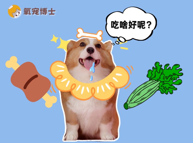 狗狗是肉食还是杂食动物 宠物饮食营养搭配指南 狗狗是肉食还是杂食动物 宠物饮食营养搭配指南