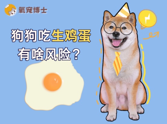 狗狗为什么不能吃生鸡蛋？生鸡蛋喂养风险全解析