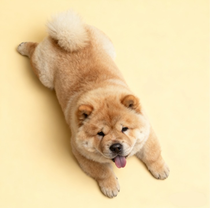 松狮犬不好养的原因分析：性格倔强易掉毛需谨慎考虑