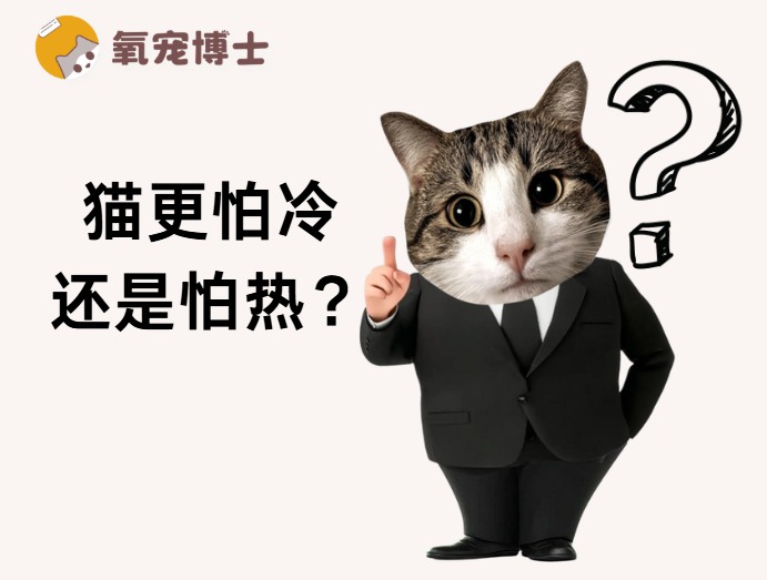 猫咪适宜温度多少度？16-21℃最舒适，怕冷还是怕热？