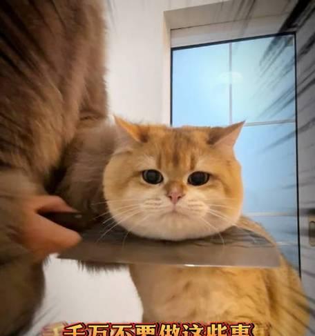 猫咪抑郁的15大症状识别与应对方法全解析