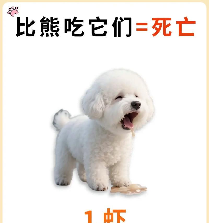 比熊犬能吃什么食物清单_营养搭配指南