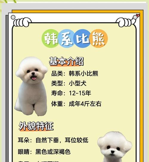 比熊犬能吃什么食物清单_营养搭配指南