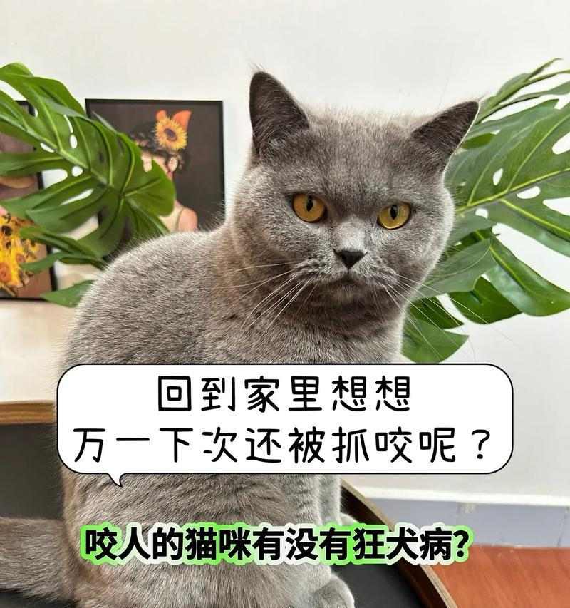 猫在野外面临的捕食威胁与生存竞争全解析