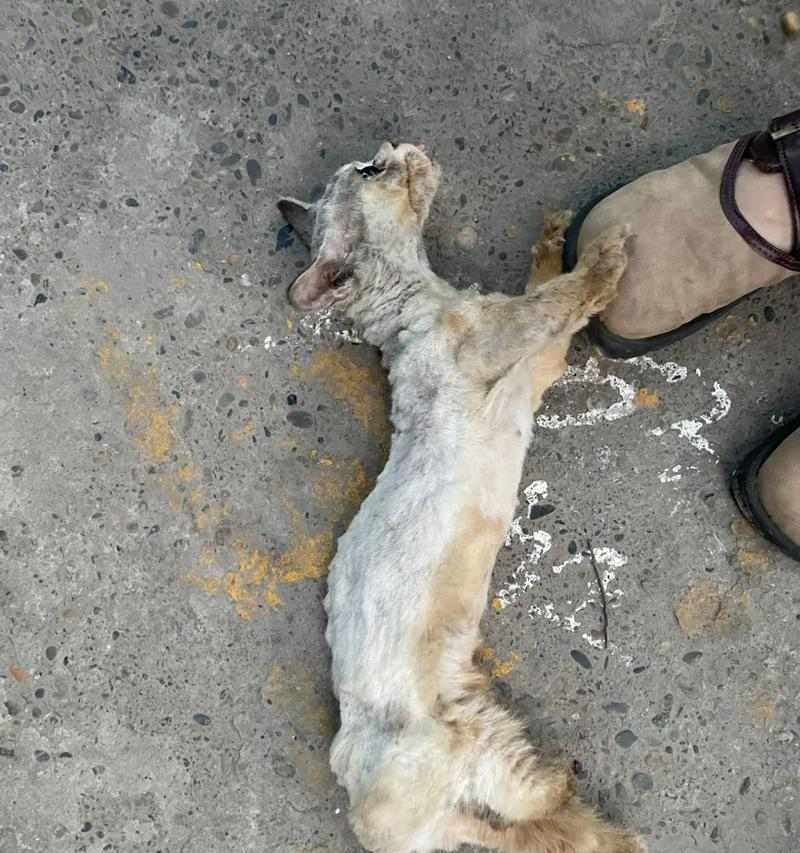 猫在野外面临的捕食威胁与生存竞争全解析