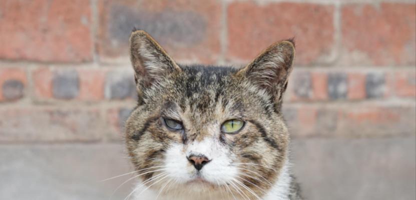 小奶猫从桌子摔下惊险瞬间,幼猫安全防护要点全解析 小奶猫从桌子摔下惊险瞬间,幼猫安全防护要点全解析