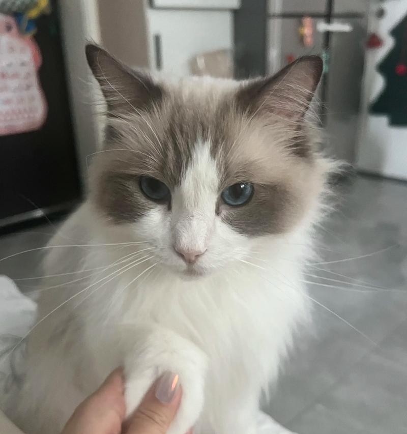 猫咪不用猫砂怎么办？15个有效方法让猫咪爱上猫砂盆