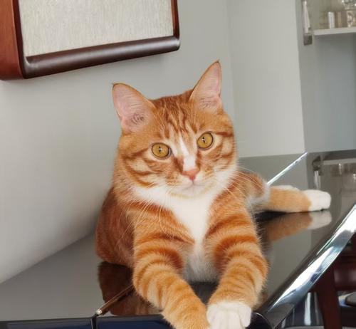 谢霆锋与爱猫小黄的温馨日常，明星猫奴的治愈时光