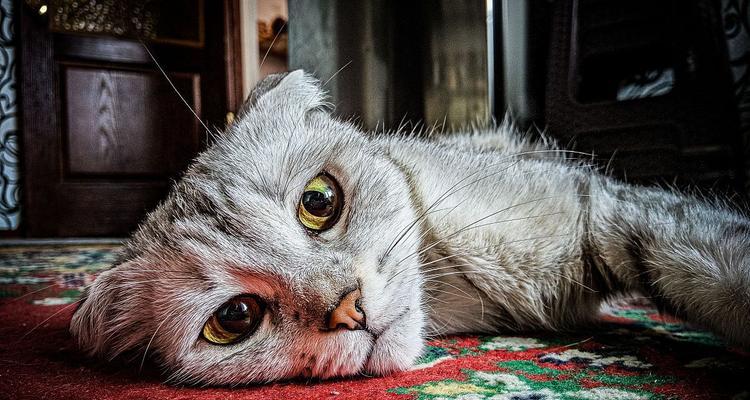 猫咪抑郁的15大症状识别与应对方法全解析