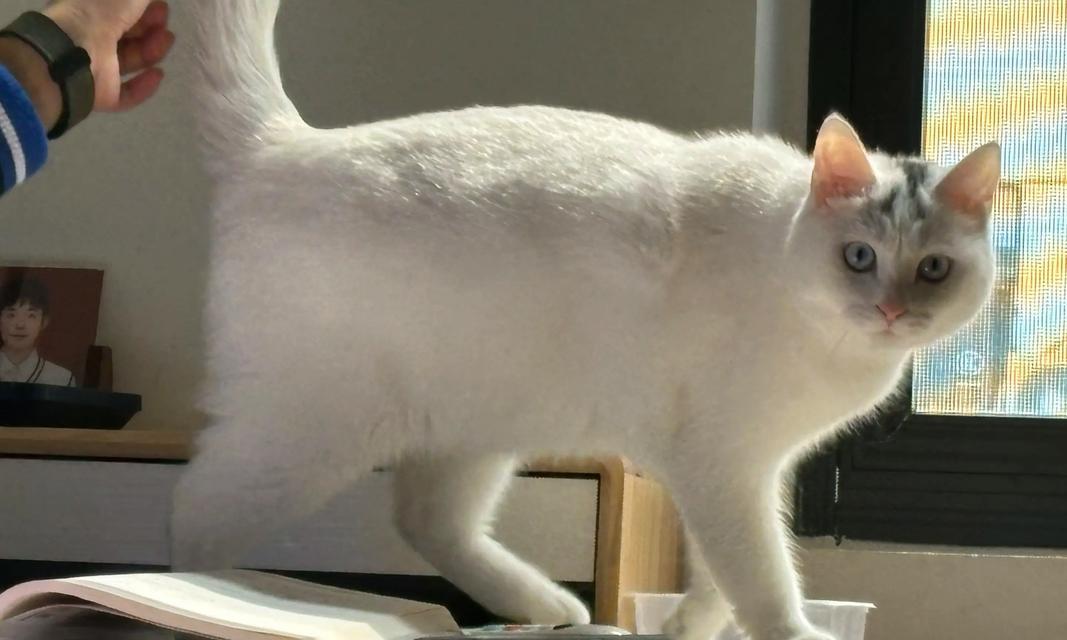 谢霆锋与爱猫小黄的温馨日常，明星猫奴的治愈时光