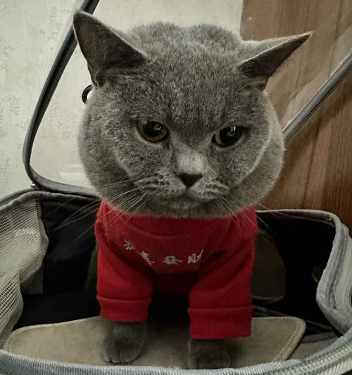 谢霆锋与爱猫小黄的温馨日常，明星猫奴的治愈时光