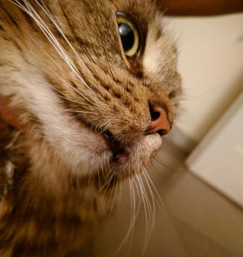 猫咪口腔溃疡原因治疗方法及预防措施全解 猫咪口腔溃疡原因治疗方法及预防措施全解