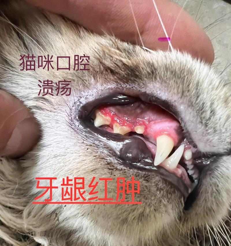 猫咪口腔溃疡原因治疗方法及预防措施全解 猫咪口腔溃疡原因治疗方法及预防措施全解