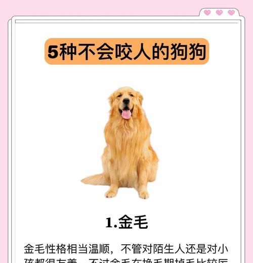 拉布拉多咬人原因分析及正确引导训练方法 拉布拉多咬人原因分析及正确引导训练方法