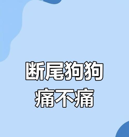 小狗断尾的必要性与方法详解:时间选择和术后护理指南 小狗断尾的必要性与方法详解:时间选择和术后护理指南
