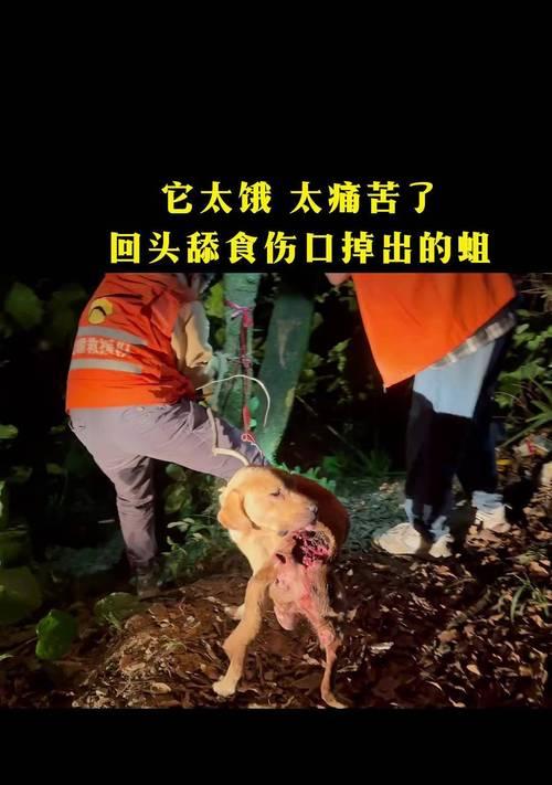 拉布拉多咬人原因分析及正确引导训练方法 拉布拉多咬人原因分析及正确引导训练方法