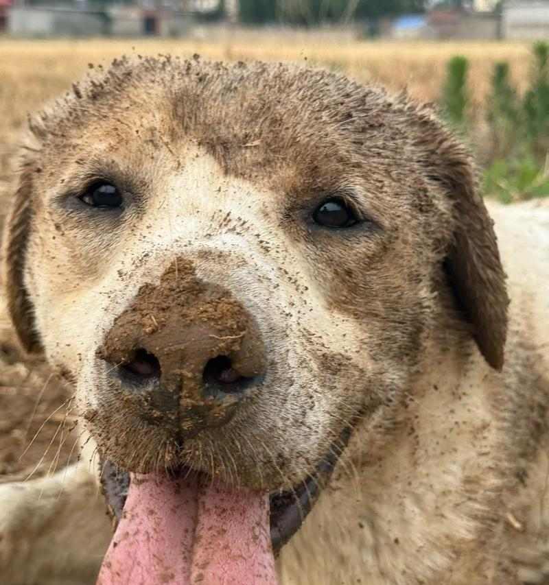 拉布拉多咬人原因分析及正确引导训练方法 拉布拉多咬人原因分析及正确引导训练方法