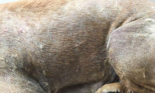 狗狗尾巴毛掉光什么原因如何解决 狗狗尾巴毛掉光什么原因如何解决