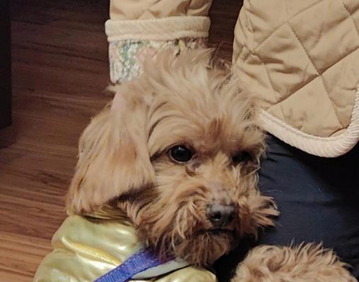 疫苗接种后过敏反应原因分析及预防处理指南 疫苗接种后过敏反应原因分析及预防处理指南