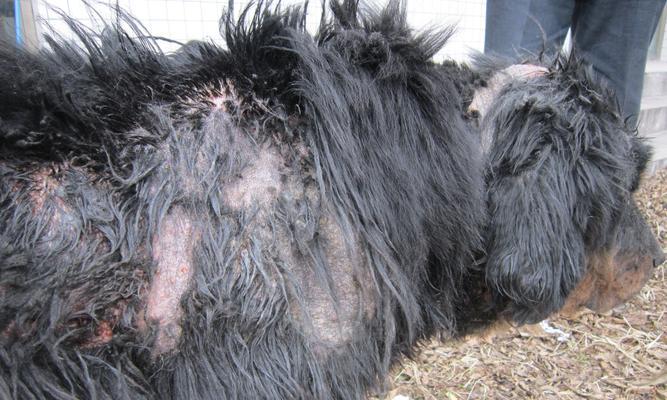 藏獒肠胃病预防治疗全攻略,15个有效方法守护爱犬健康 藏獒肠胃病预防治疗全攻略,15个有效方法守护爱犬健康