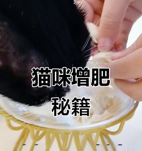 幼猫鸡胸肉喂养指南：每餐合适分量与营养搭配方法