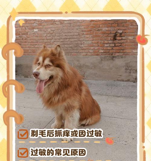 狗狗尾巴毛掉光什么原因如何解决 狗狗尾巴毛掉光什么原因如何解决