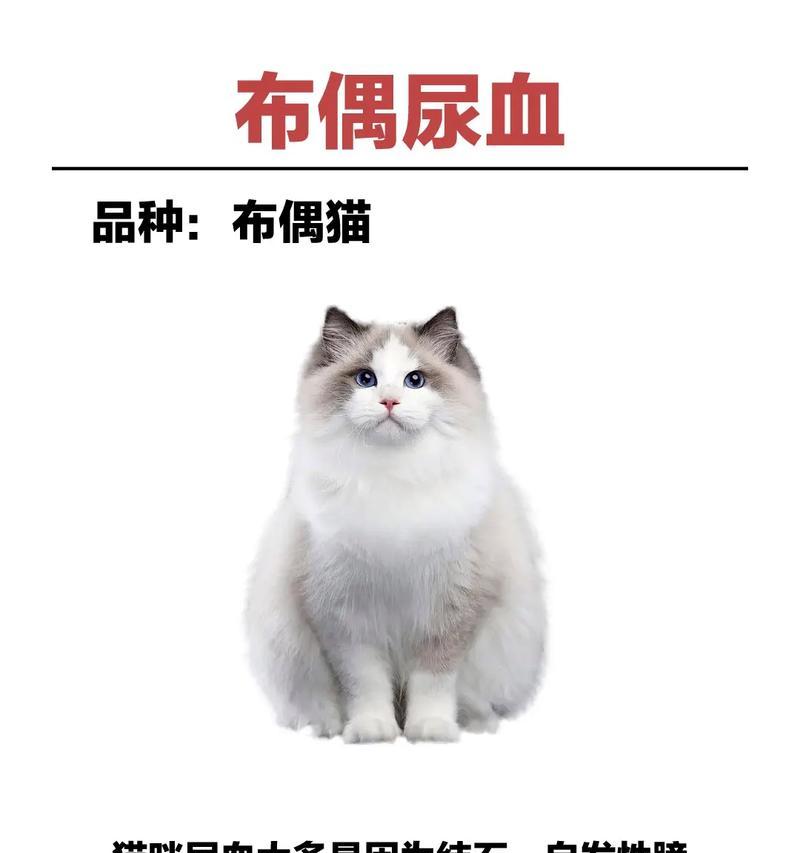 布偶猫突然在地上拉屎的原因分析及解决方法 布偶猫突然在地上拉屎的原因分析及解决方法