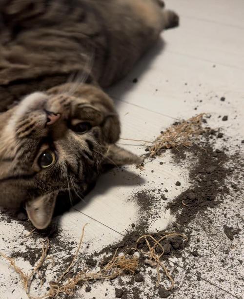 布偶猫突然在地上拉屎的原因分析及解决方法 布偶猫突然在地上拉屎的原因分析及解决方法