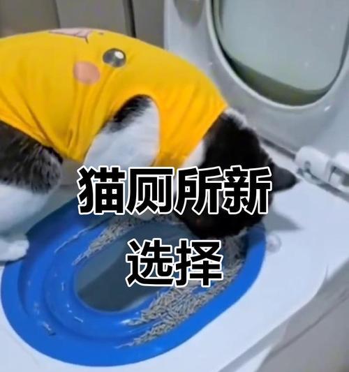 猫砂盆选择与使用指南：打造完美猫咪便盆环境
