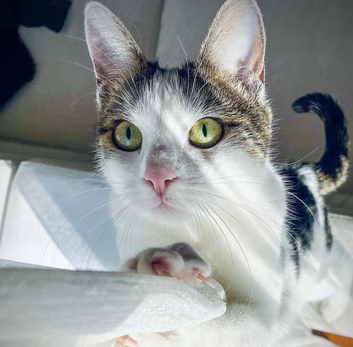 猫能嗅出癌症吗？猫咪超凡嗅觉在医学检测中的惊人发现