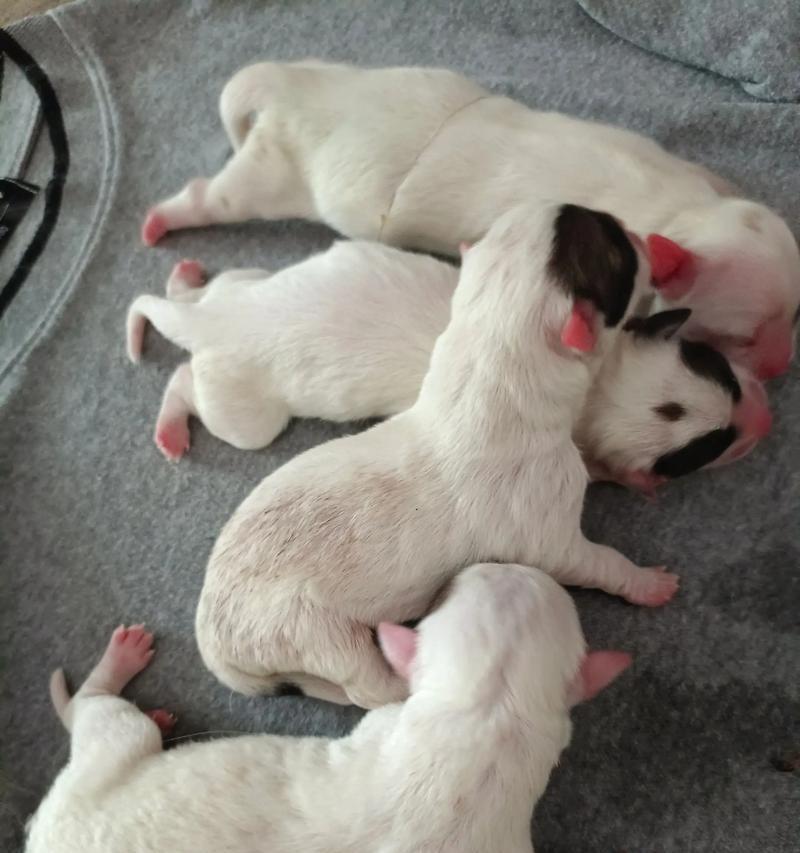 狗狗产后十几天再生育的生物学奇迹成因解析