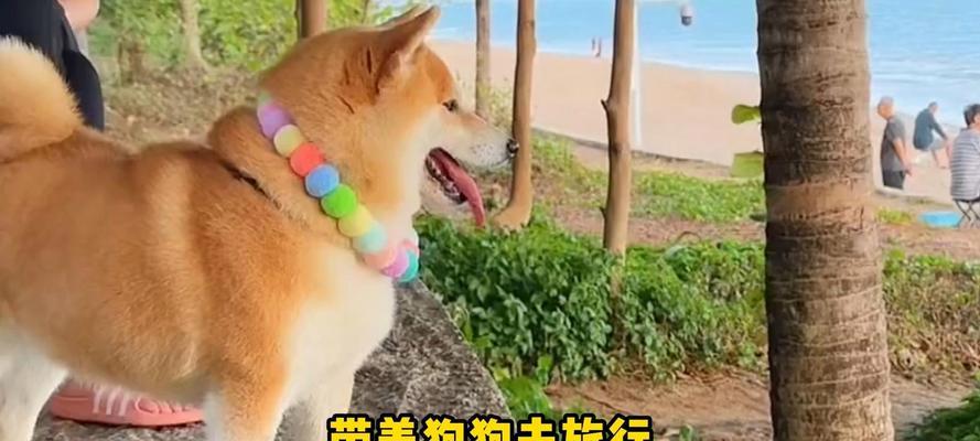 带宠物狗出门旅游全攻略：解决爱狗人士出行难题