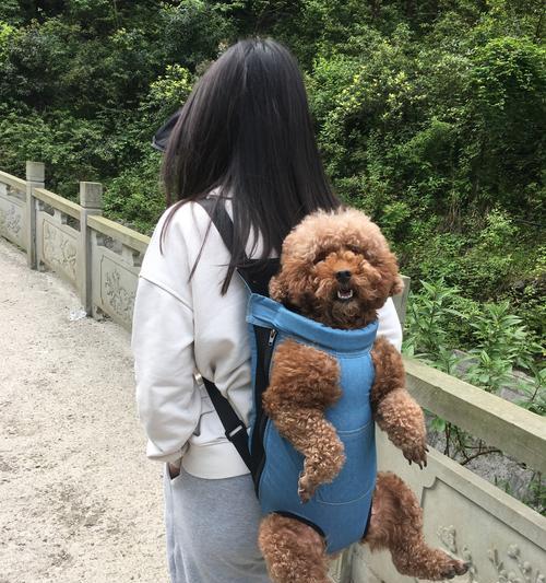 带宠物狗出门旅游全攻略：解决爱狗人士出行难题