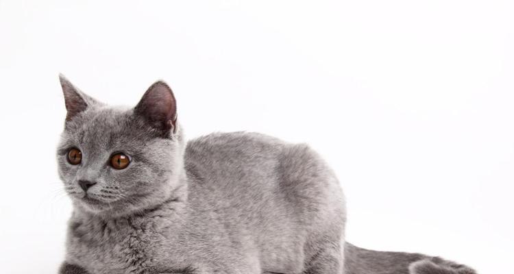 灰色白色猫咪的神秘魅力与优雅气质探析 灰色白色猫咪的神秘魅力与优雅气质探析