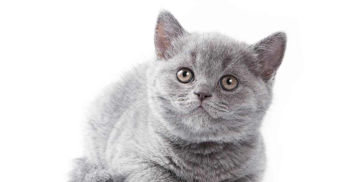 灰色白色猫咪的神秘魅力与优雅气质探析 灰色白色猫咪的神秘魅力与优雅气质探析