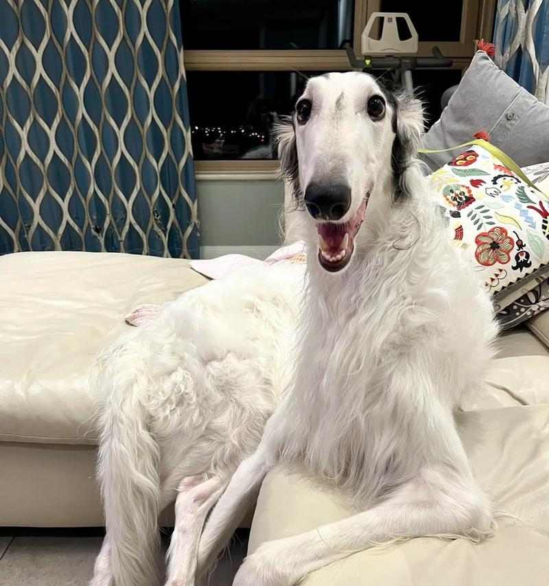 细狗如何运用智慧策略在与笨狗互动中占据优势地位