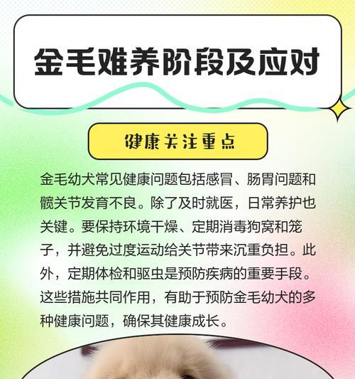 金毛犬不同年龄阶段喂养指南：从幼犬到老年的科学饮食方案