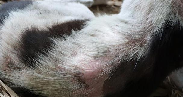 狗狗皮肤变黑的14个主要原因及解决方法