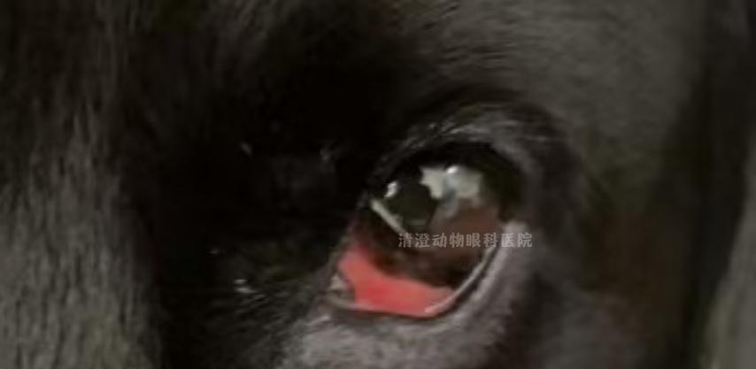 狗眼睑肿胀原因及处理方法全解析