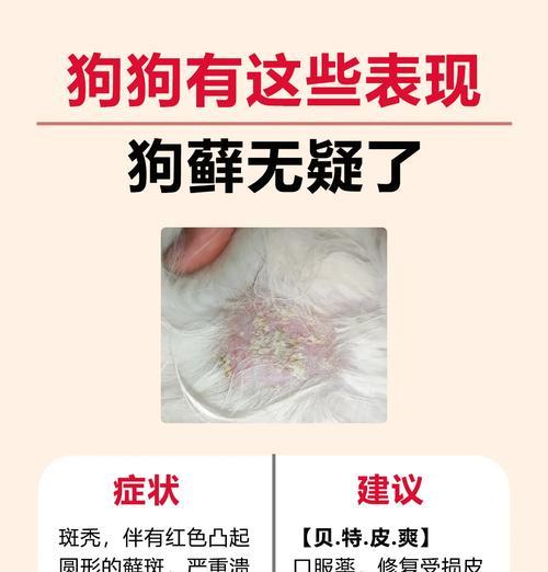 狗狗皮肤变黑的14个主要原因及解决方法