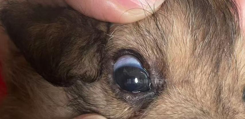 狗眼睑肿胀原因及处理方法全解析