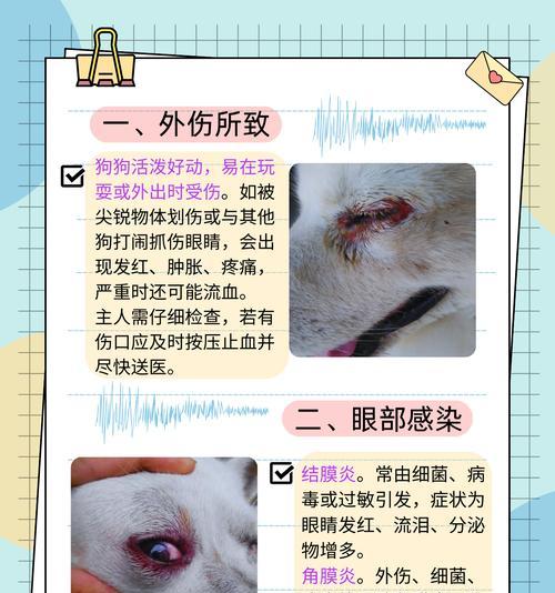 狗眼睑肿胀原因及处理方法全解析