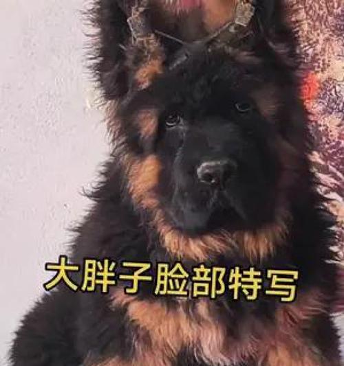 锤系德牧饲养全攻略：性格特点与训练方法详解