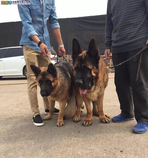 锤系德牧饲养全攻略：性格特点与训练方法详解