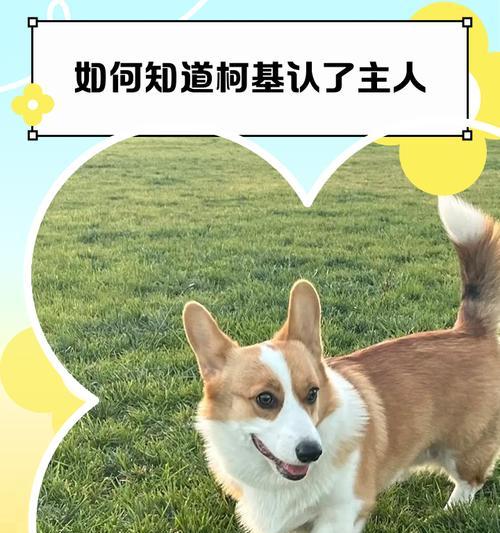 幼犬快速认主的15个实用方法，建立深厚感情纽带